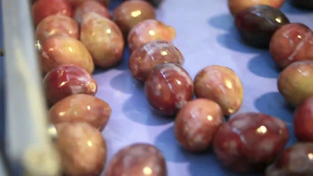 séchoir prunes