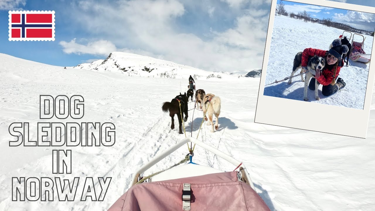 First person POV: Dog Sledding in Norway ( Beitostolen / Jotunheimen )