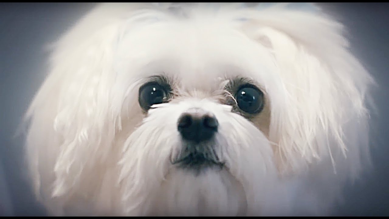 Who's The Cutest Puppy?  || FUTURE BOYFRIENDS