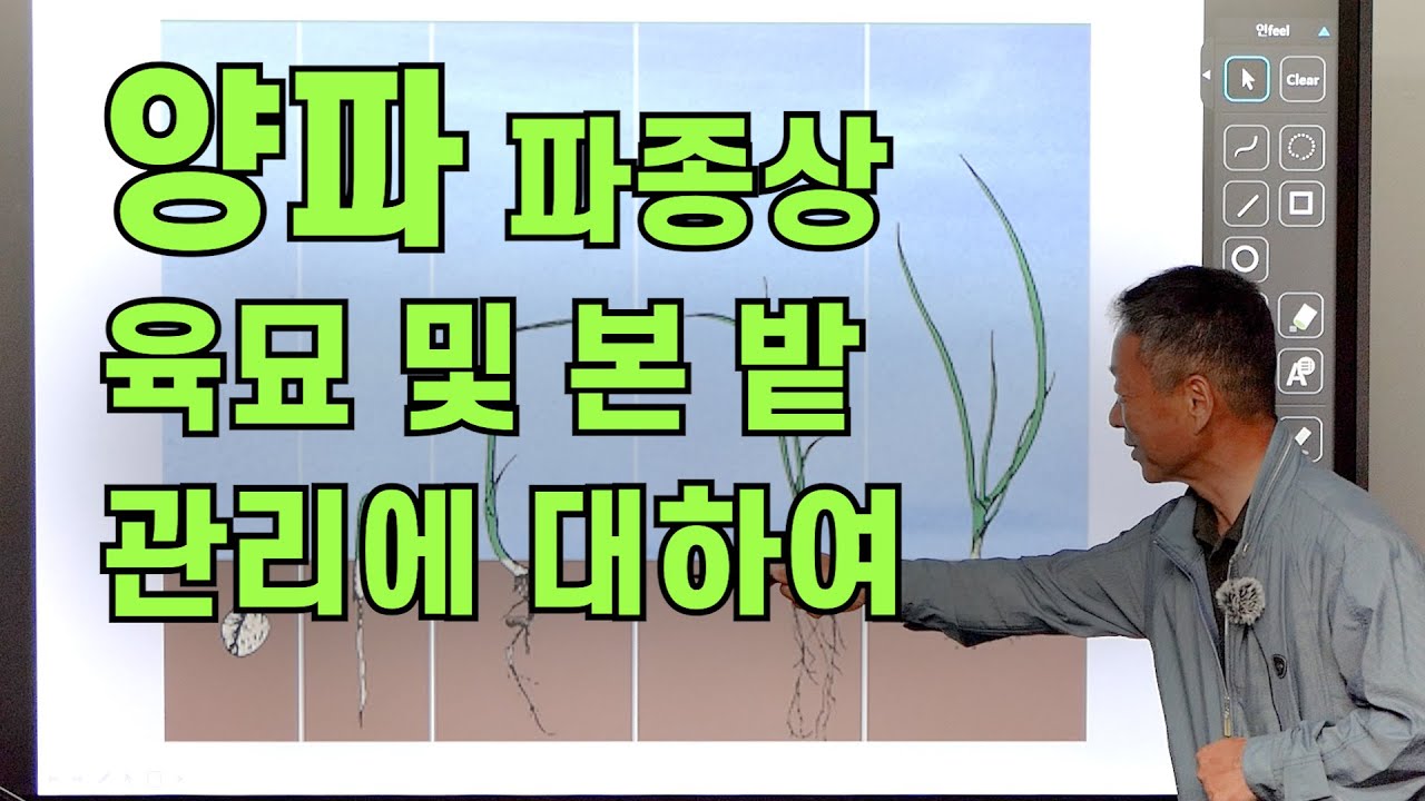양파 파종상 육묘 및 본 밭 관리에 대하여