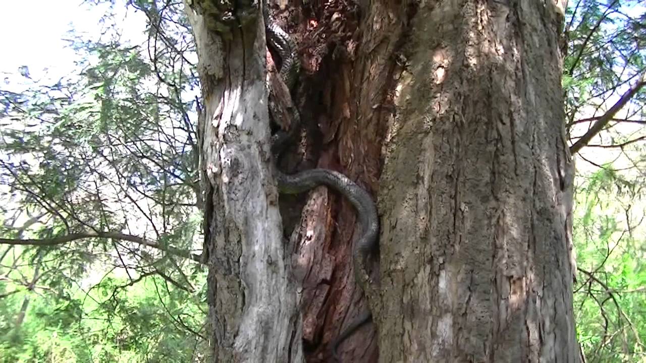 TIGER SNAKE Climbing Up a Tree Trunk