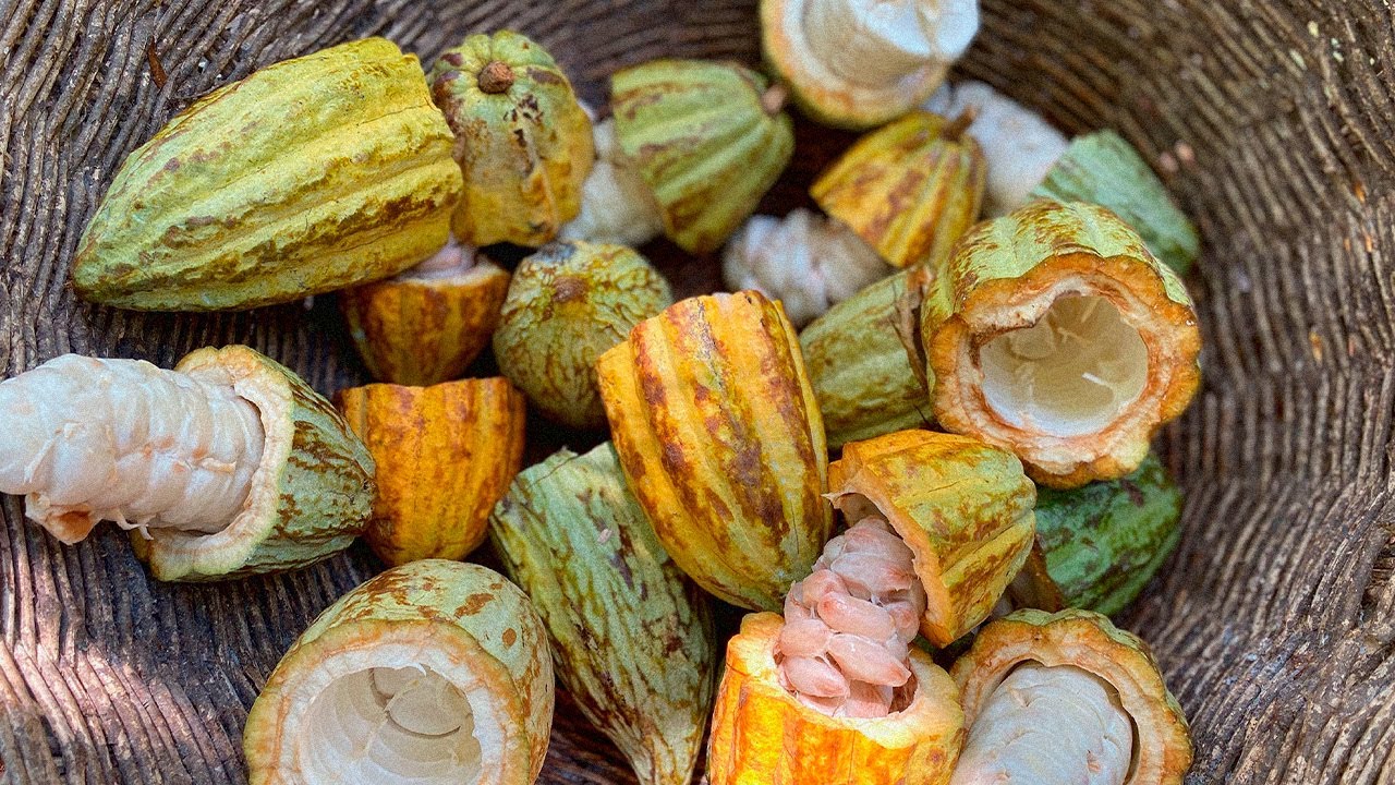 Cosecha cacao criollo y luego prep&aacute;rate tu propio chocolate artesanal