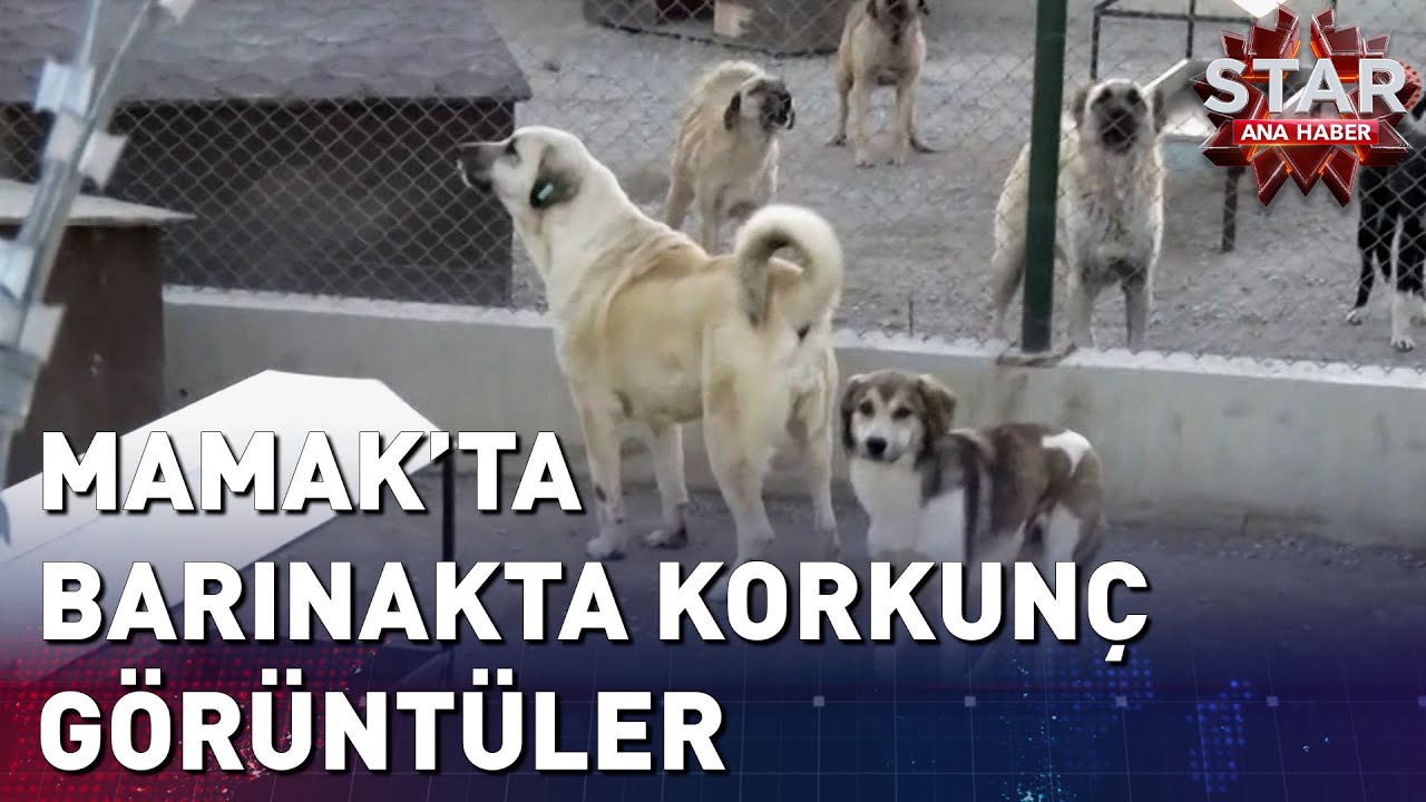 Mamak'ta Barınakta Korkunç Görüntüler