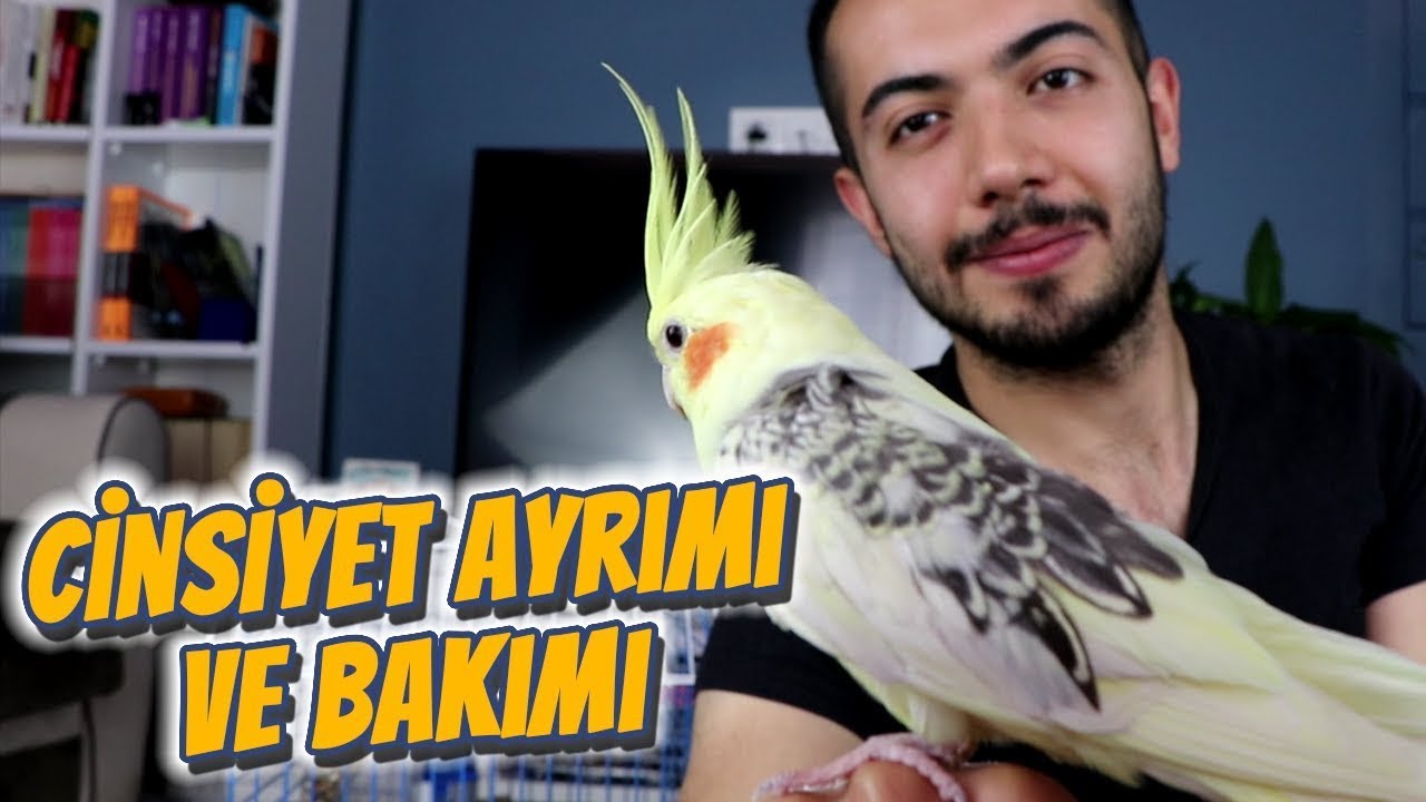 Sultan Papağanı Bakımı ve Cinsiyet Ayrımı