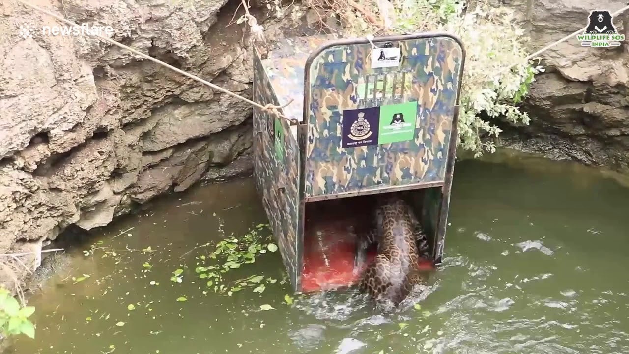 Liveleak.COM | qu&aacute; tr&igrave;nh giải cứu 1 con b&aacute;o đ&oacute;m | LIVEVN