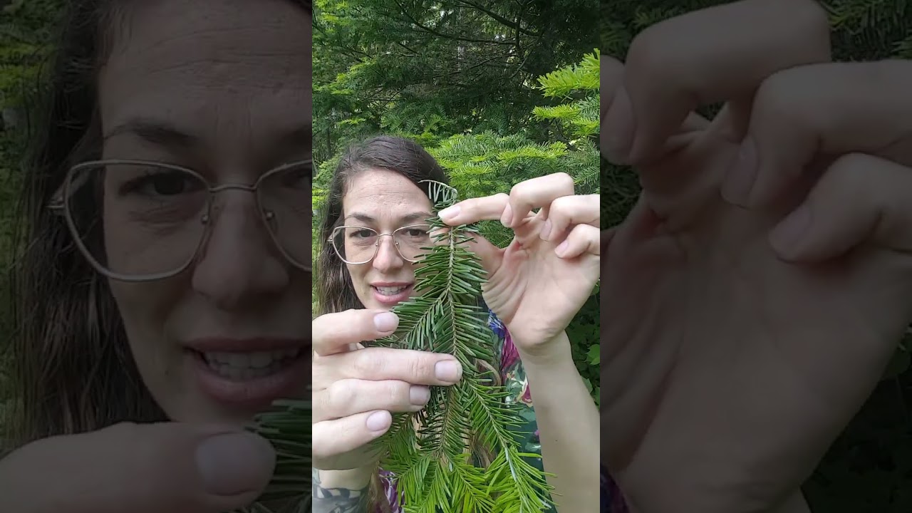 Sapin Baumier et ses vertus