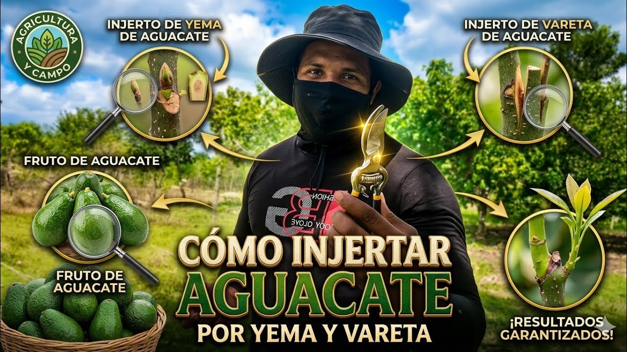 Cómo Injertar Aguacate por Vareta: ¡ÉXITO TOTAL! 🥑