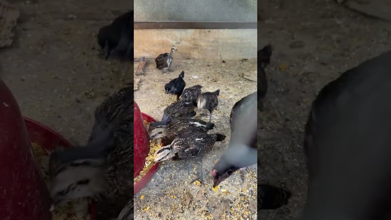 Una camada creciendo 💪