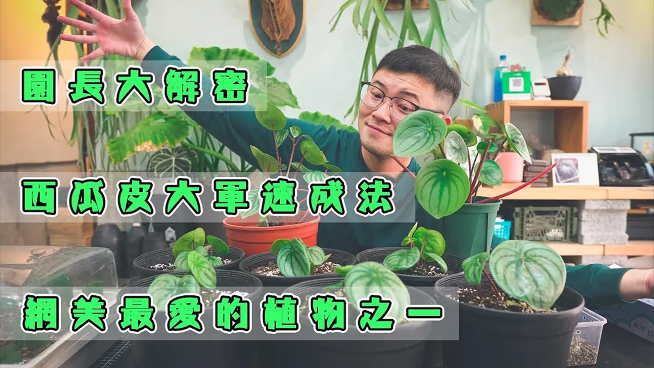 網紅西瓜皮椒草 葉子就能扦插？！阿金教你產能放大 自己在家插出西瓜皮大軍