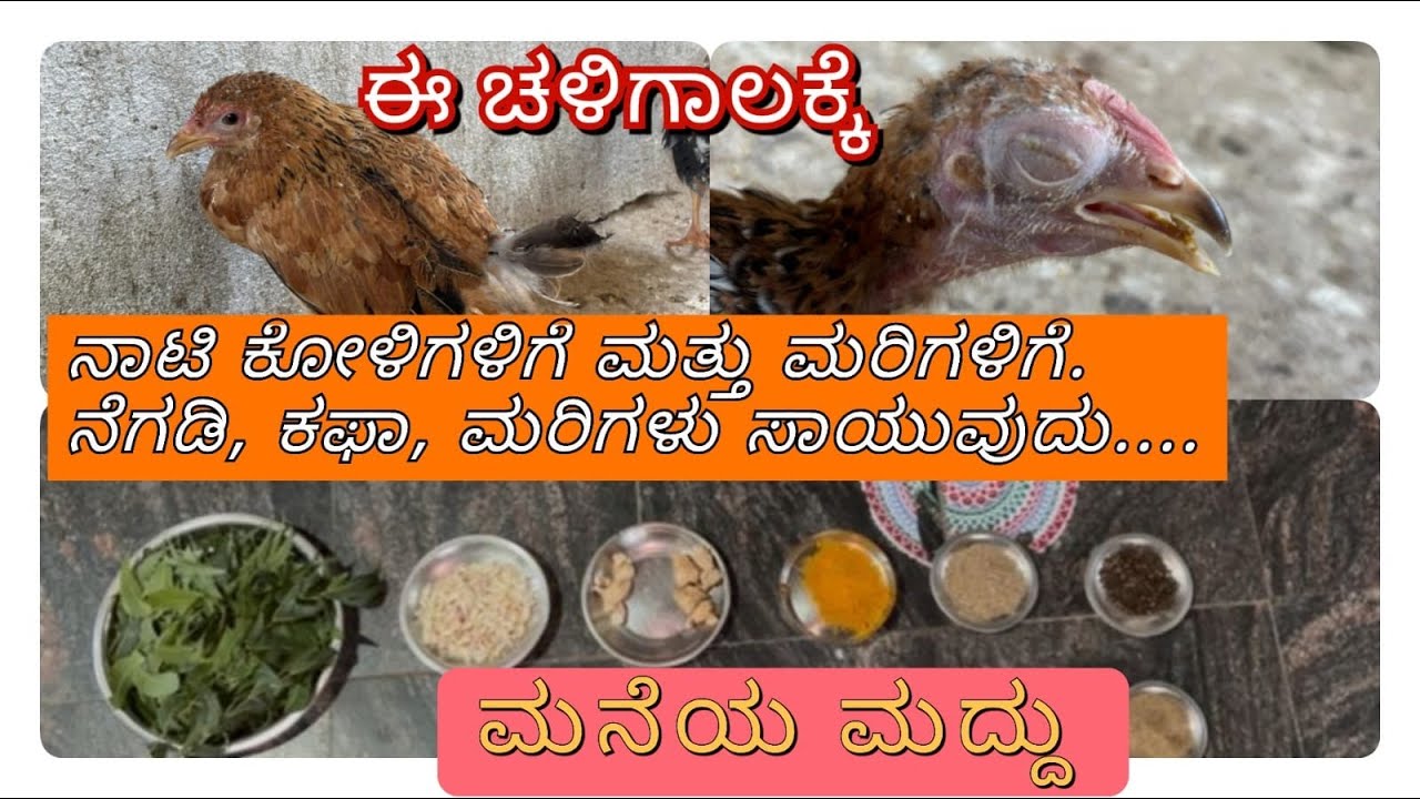ಈ ಚಳಿಗಾಲಕ್ಕೆ ನಾಟಿ ಕೋಳಿ ಮತ್ತು ಕೋಳಿಮರಿಗಳಿಗೆ. ಯಾವ ರೀತಿ ಮನೆ ಮದ್ದು ಮಾಡಬೇಕು?