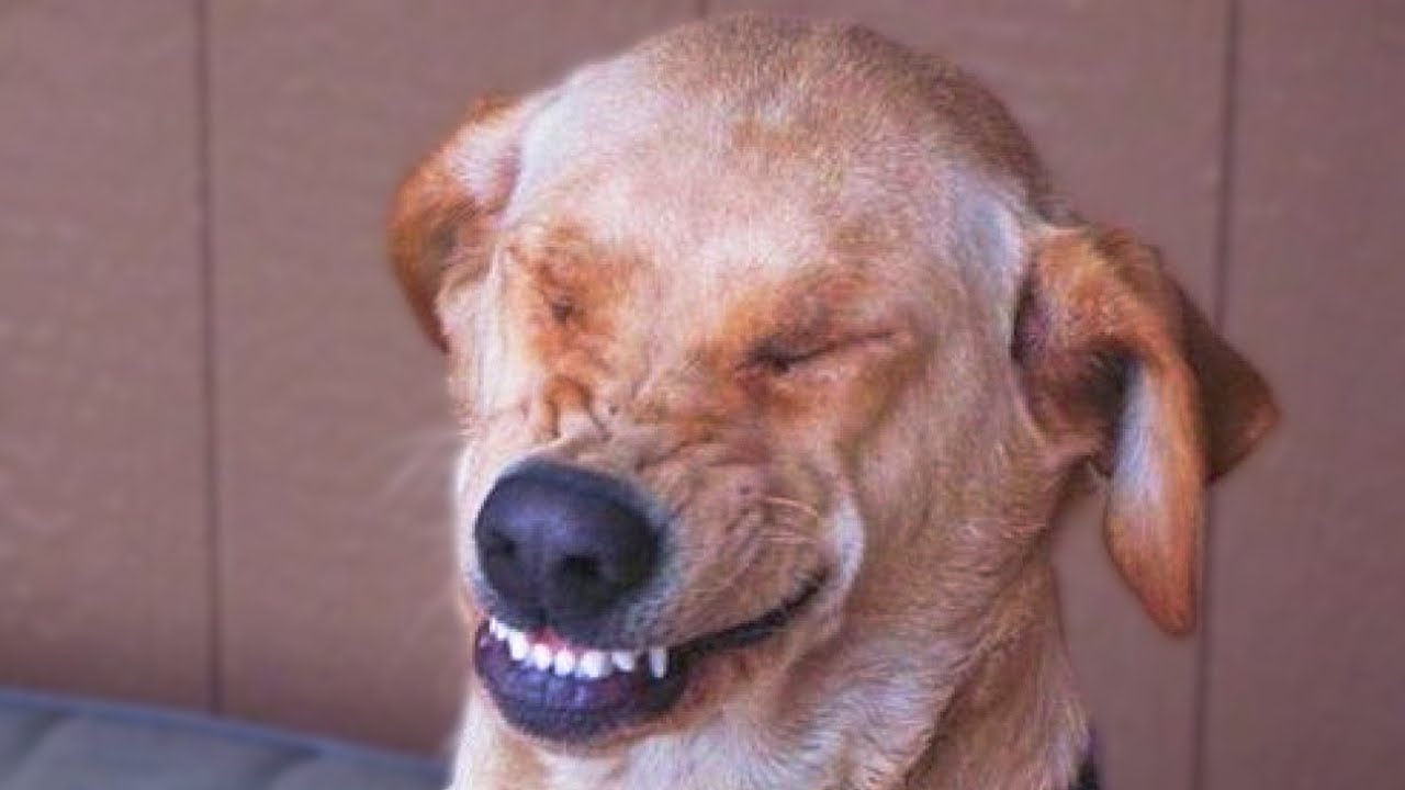 Funny Guilty Dogs Compilation NEW