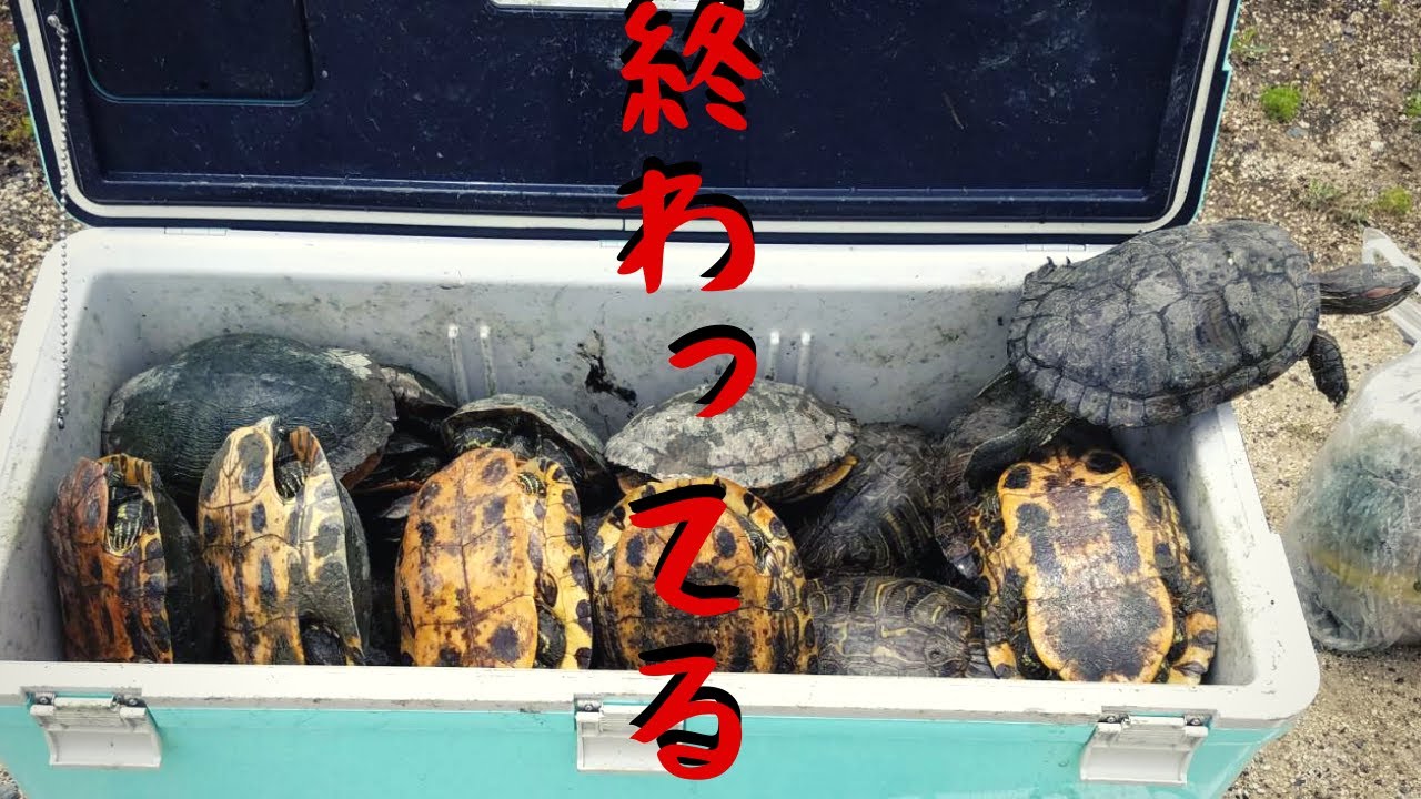 15年ぶりに地元でガサガサしたら生態系が終わっていました…