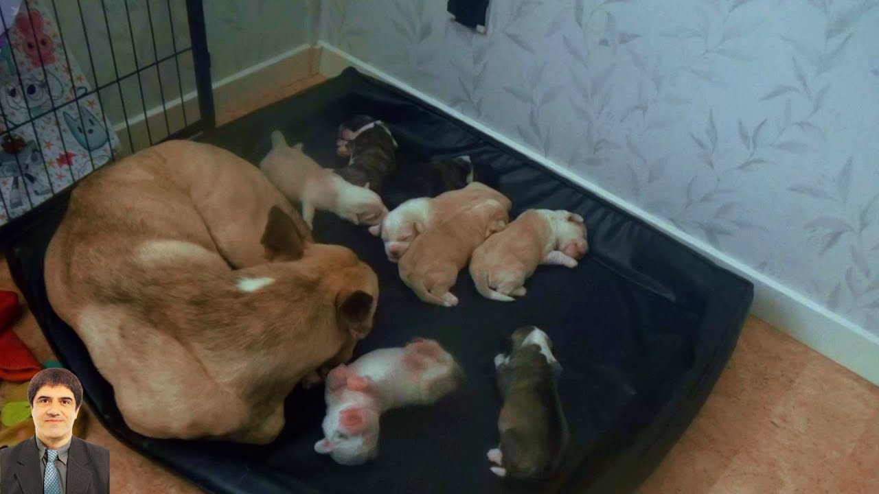 Even though they are sleeping, the puppies feel their mother's presence next to them. Lili0309 1