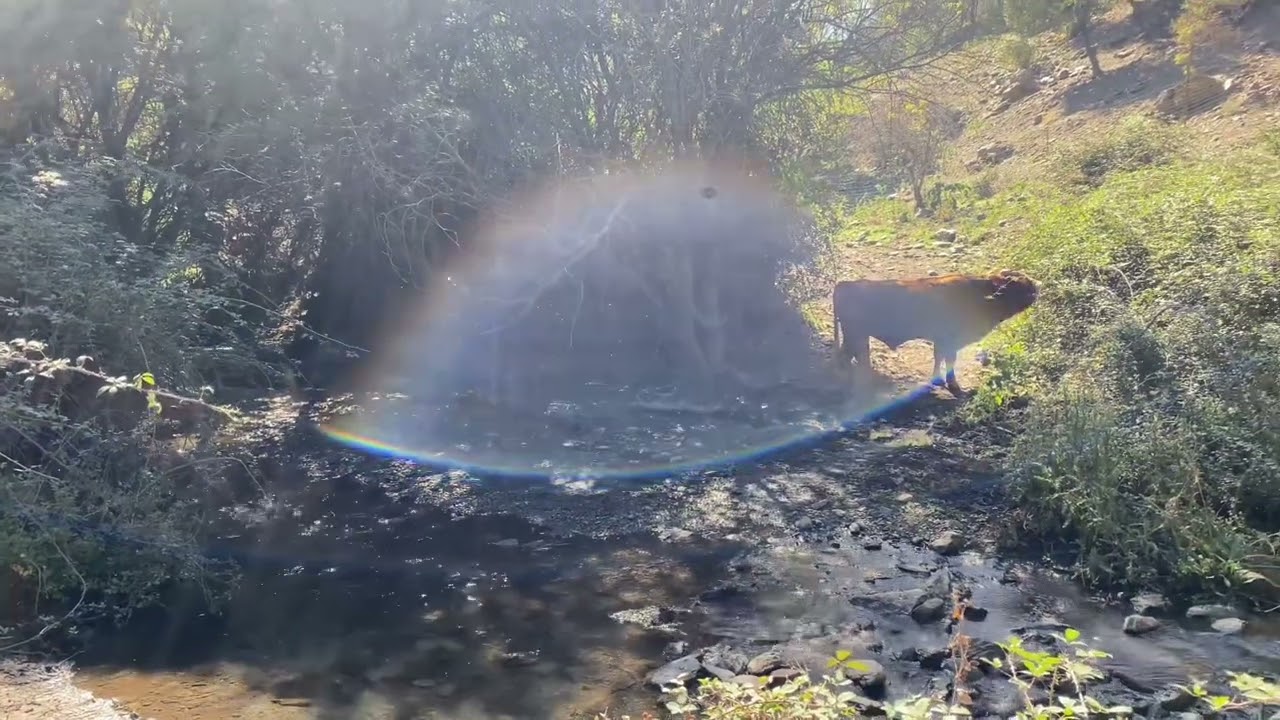 Dehesa del Camarate. Bosque Encantado de Lugros. 😎