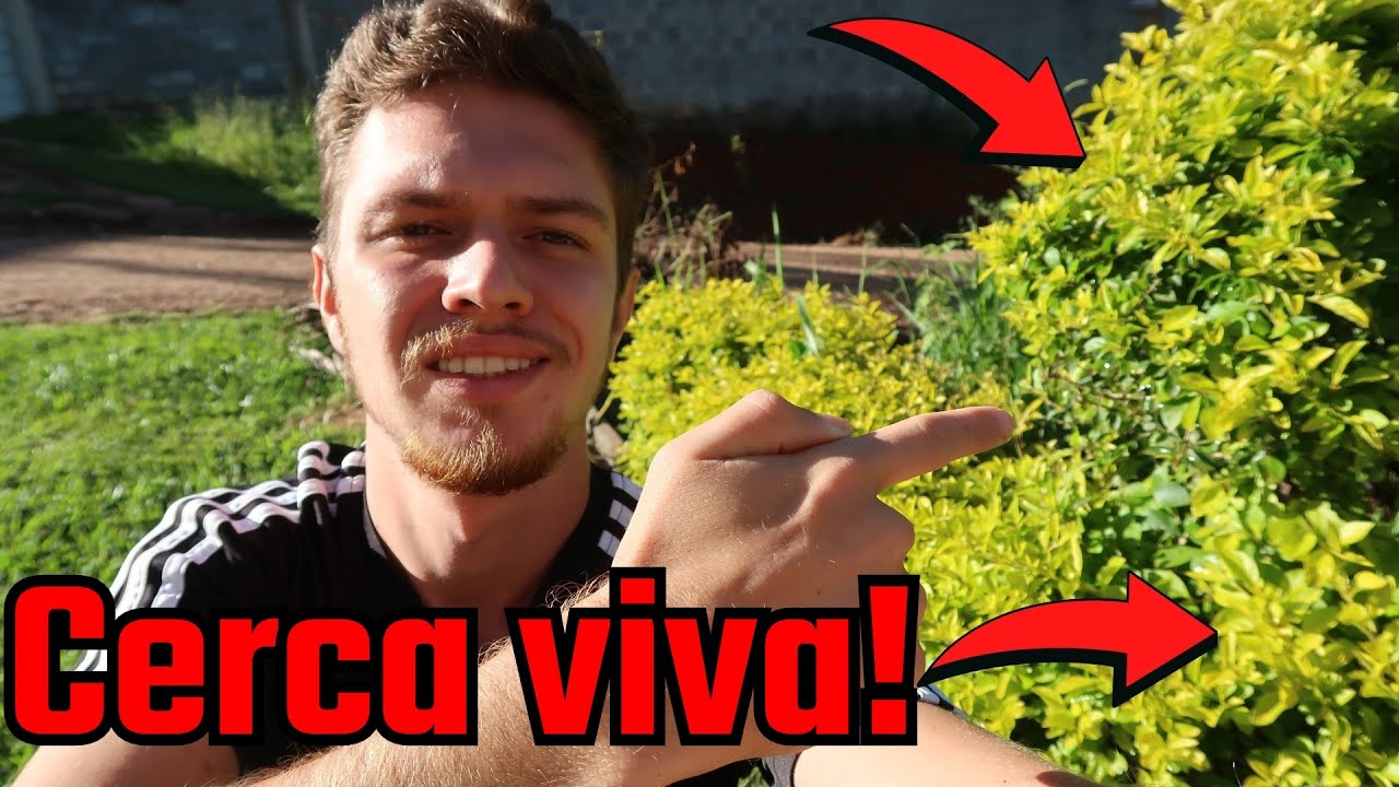 Como plantar mudas de Pingo De Ouro fazendo cerca viva ou barreiras naturais (RÁPIDO E FÁCIL)