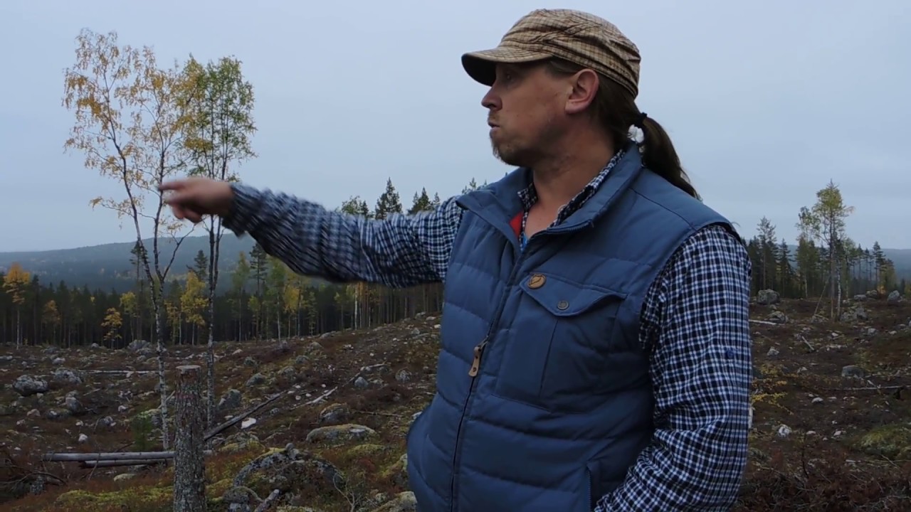 Reaktioner på Sveaskogs avverkning av naturskog med höga biologiska värden i Ore skogsrike, Dalarna.