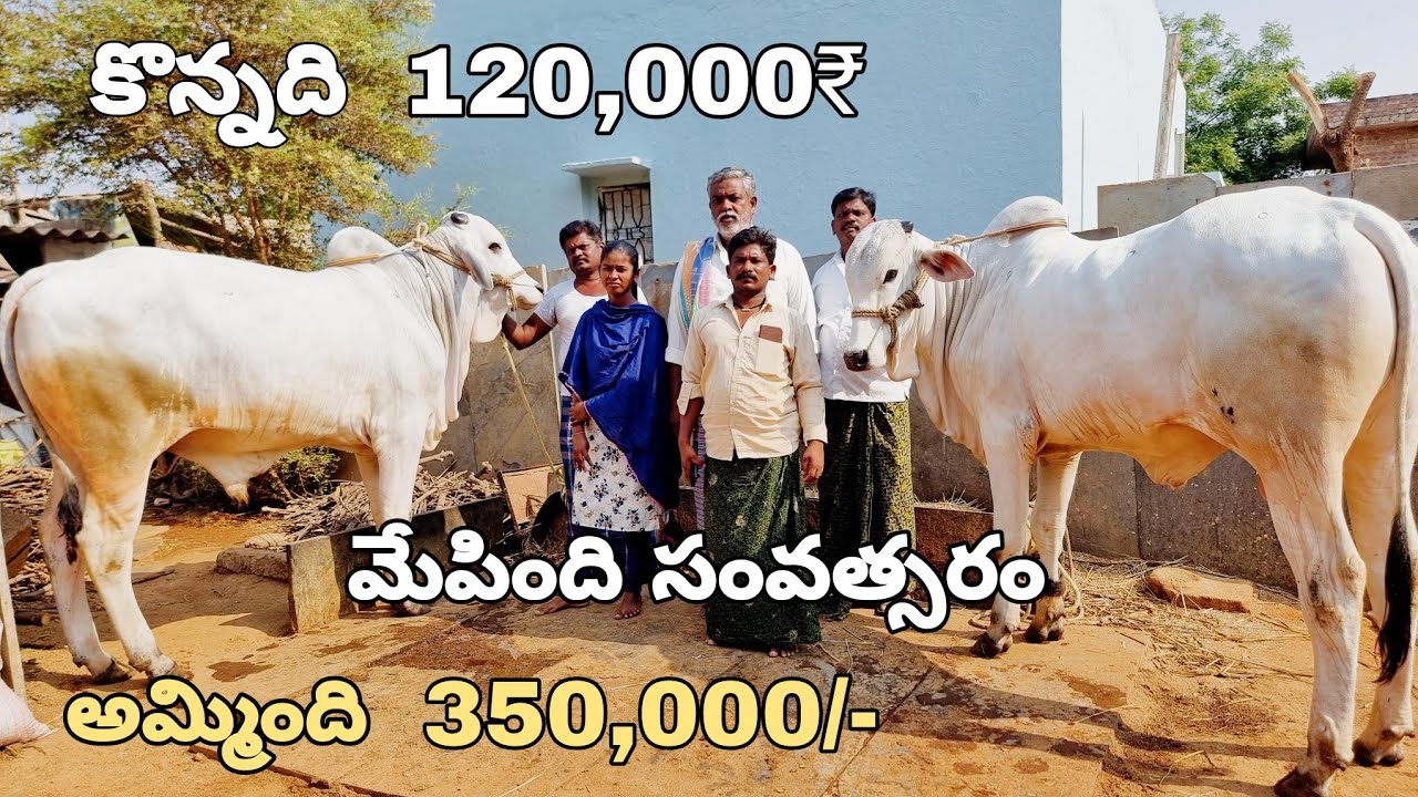 పాలపల్ల కోడెలను అమ్మిన అంతంపల్లి రైతు-కొన్నది 120,000₹ మేపింది సంవత్సరం అమ్మింది 3,50,000₹-bulls-ox