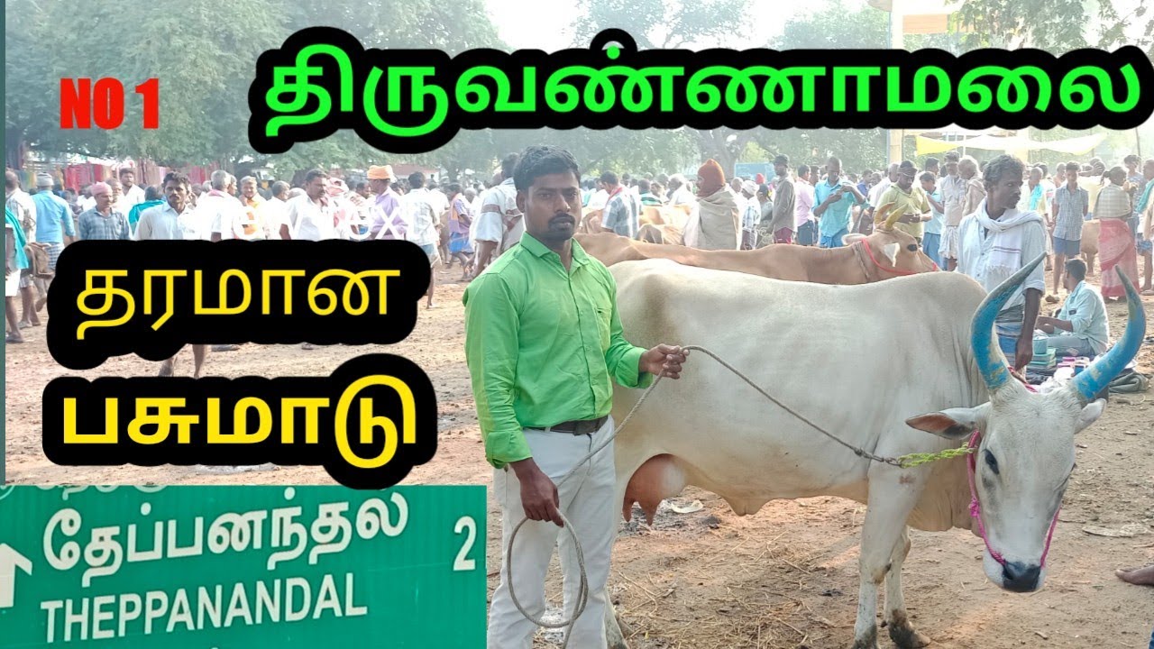 திருவண்ணாமலை மாட்டு சந்தை |பசு மாடு விலை நிலவரம்|thiruvannamalai mattu santhai