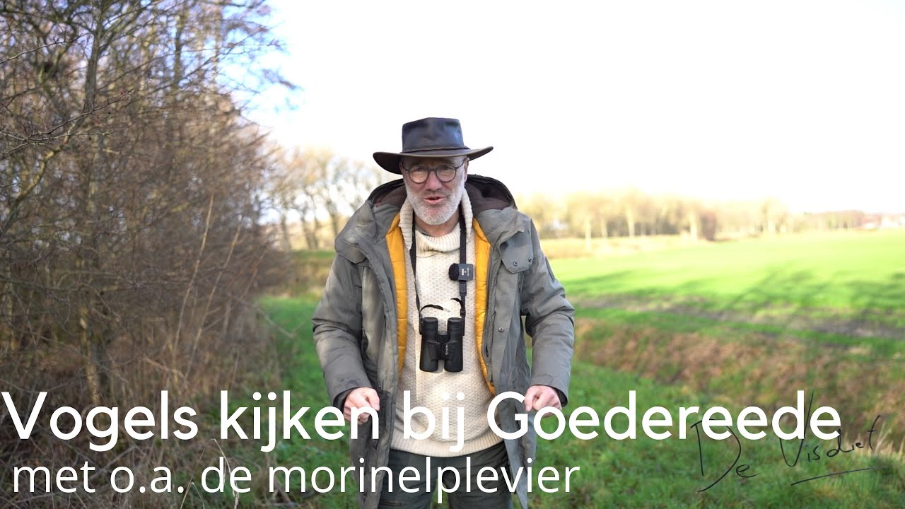 Vogels kijken bij Goedereede met o.a. de morinelplevier #1689