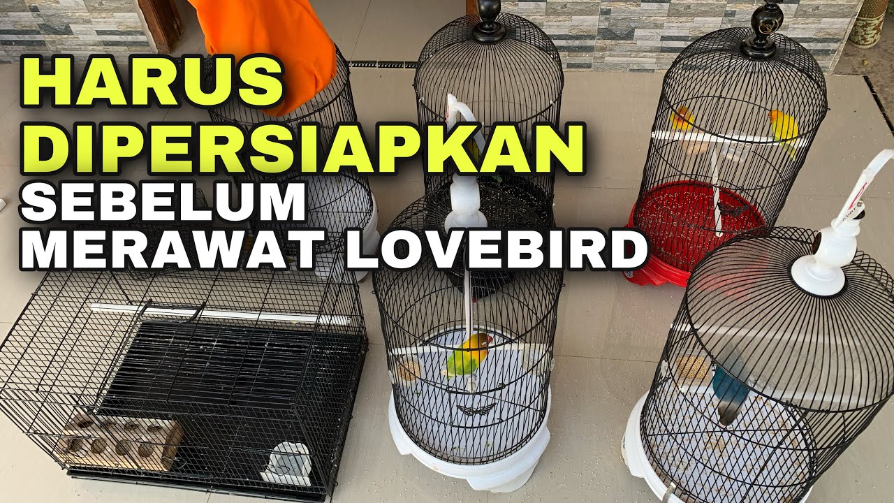 Hal yang harus dipersiapkan sebelum merawat lovebird
