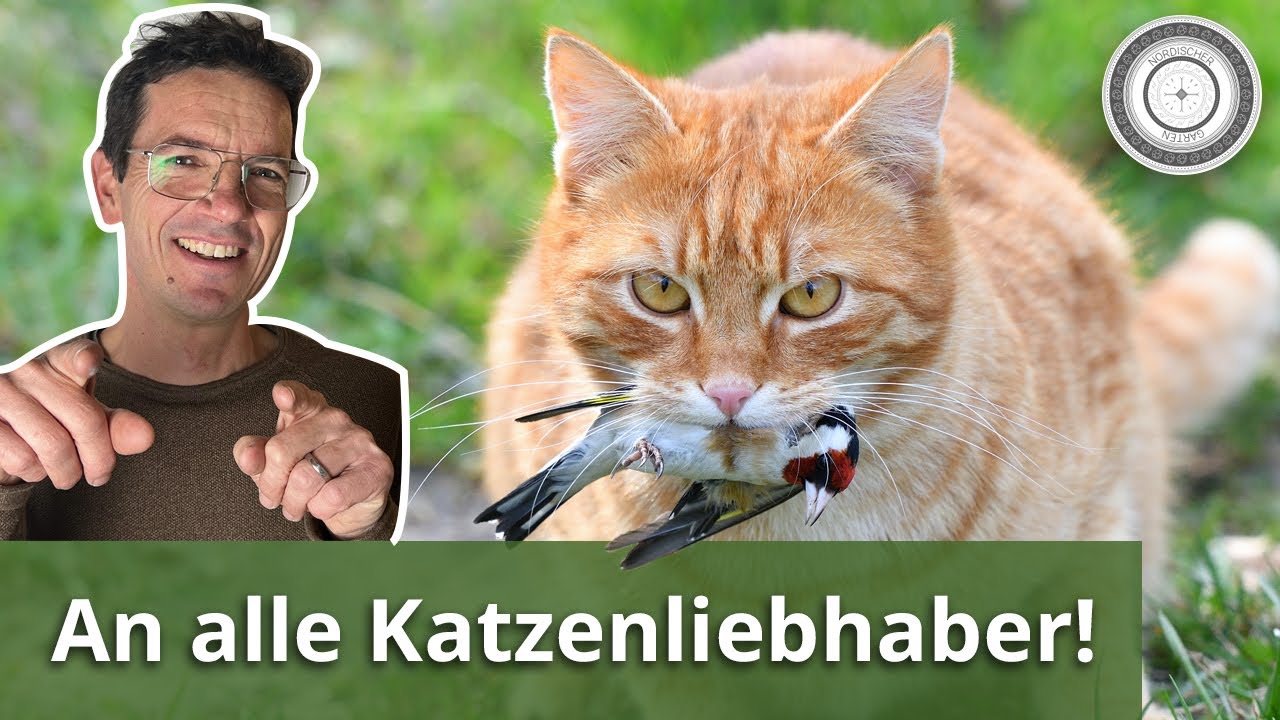 Ein großes Herz für Katzen UND Vögel??? Ja geht denn das überhaupt???