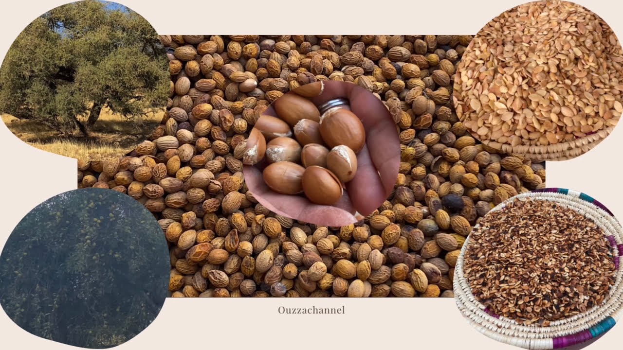 Production d’huile d’Argan  /  إنتاج زيت الأركان  ||  Tamazirt