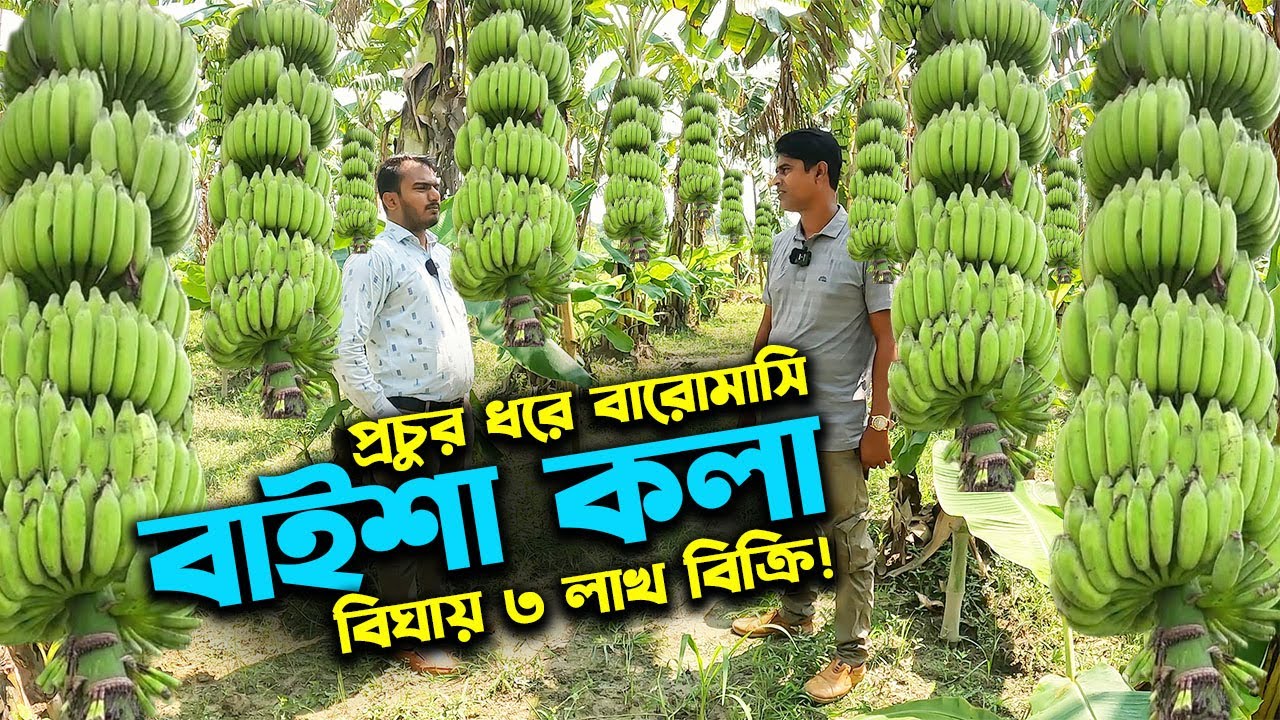 বারোমাসি বাইশা কলা চাষে বিঘায় ৩ লাখ বিক্রি | এক কাদিতে ২২ ছড়া কলা | উদ্যোক্তার খোঁজে