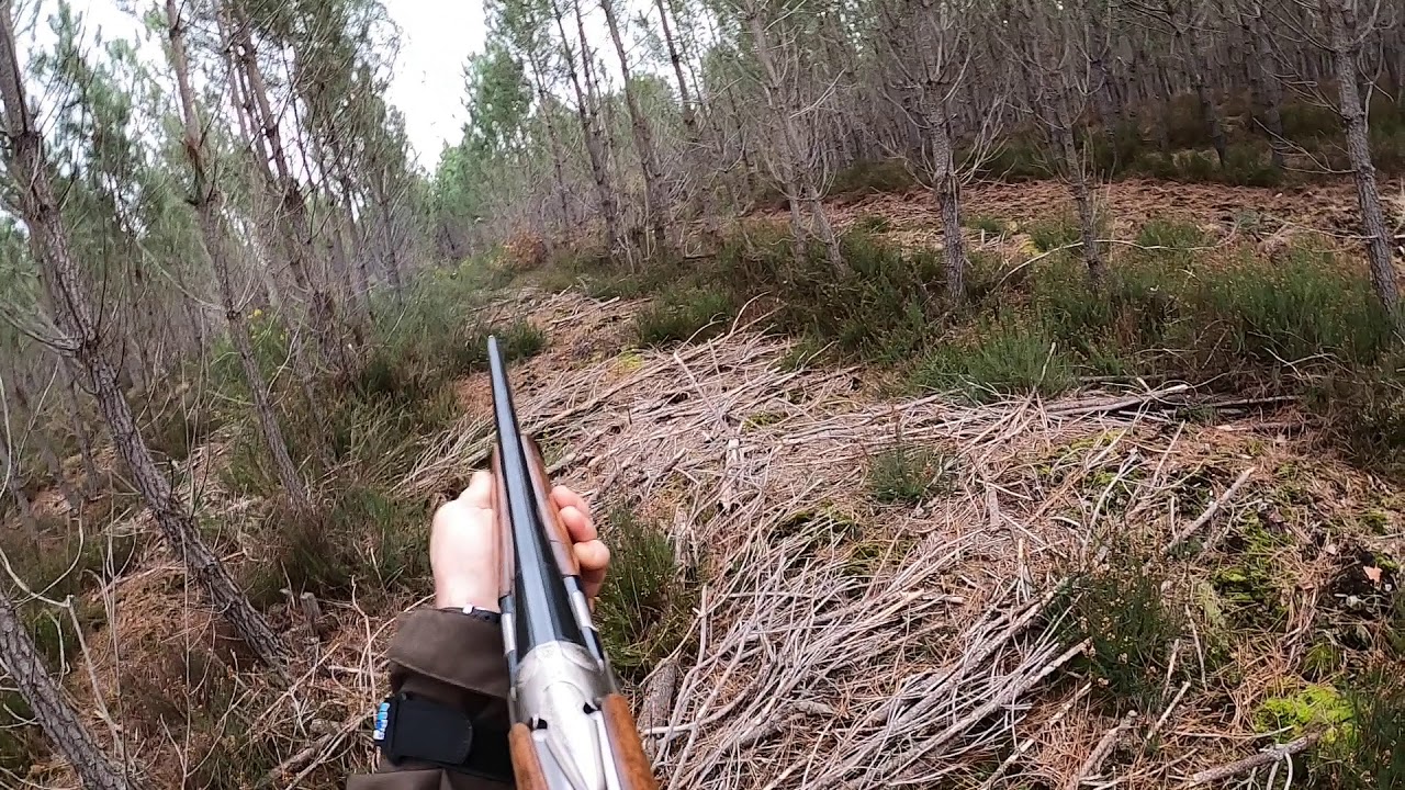Chasse de la bécasse avec des griffons korthals
