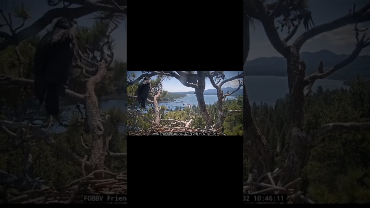 The magnificent moments when Sunny and Gizmo when fledged from the @FOBBVCAM nest... #eagles