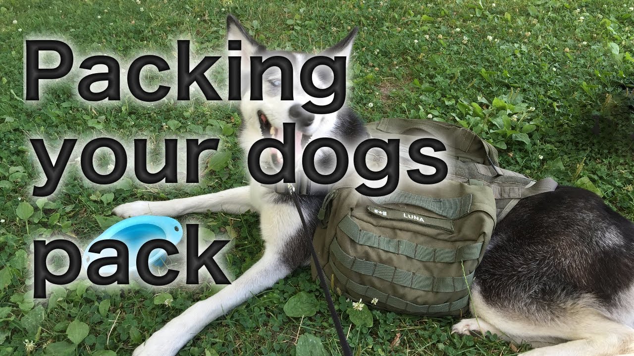 Packing your Dogs Pack