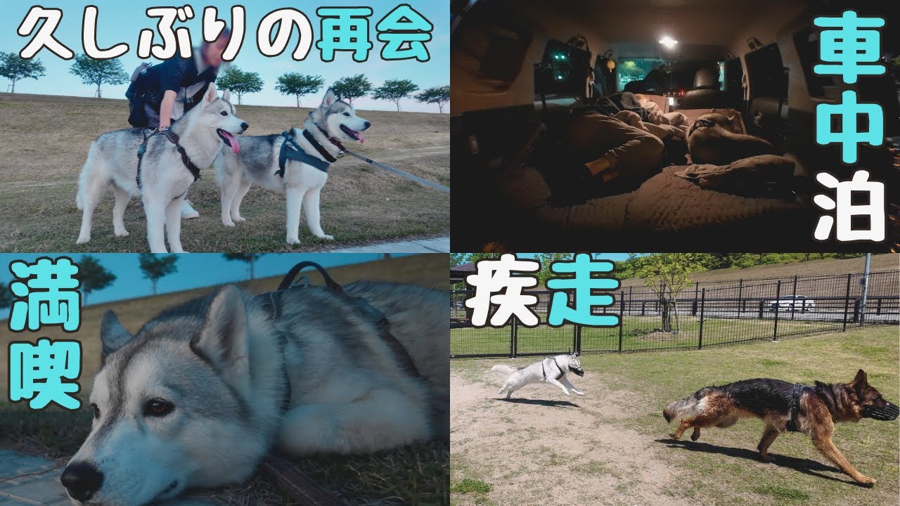 狭い車でハスキーと車中泊＆BBQ＆ドッグラン&ハス友の家族と久しぶりの再会♪【前編】