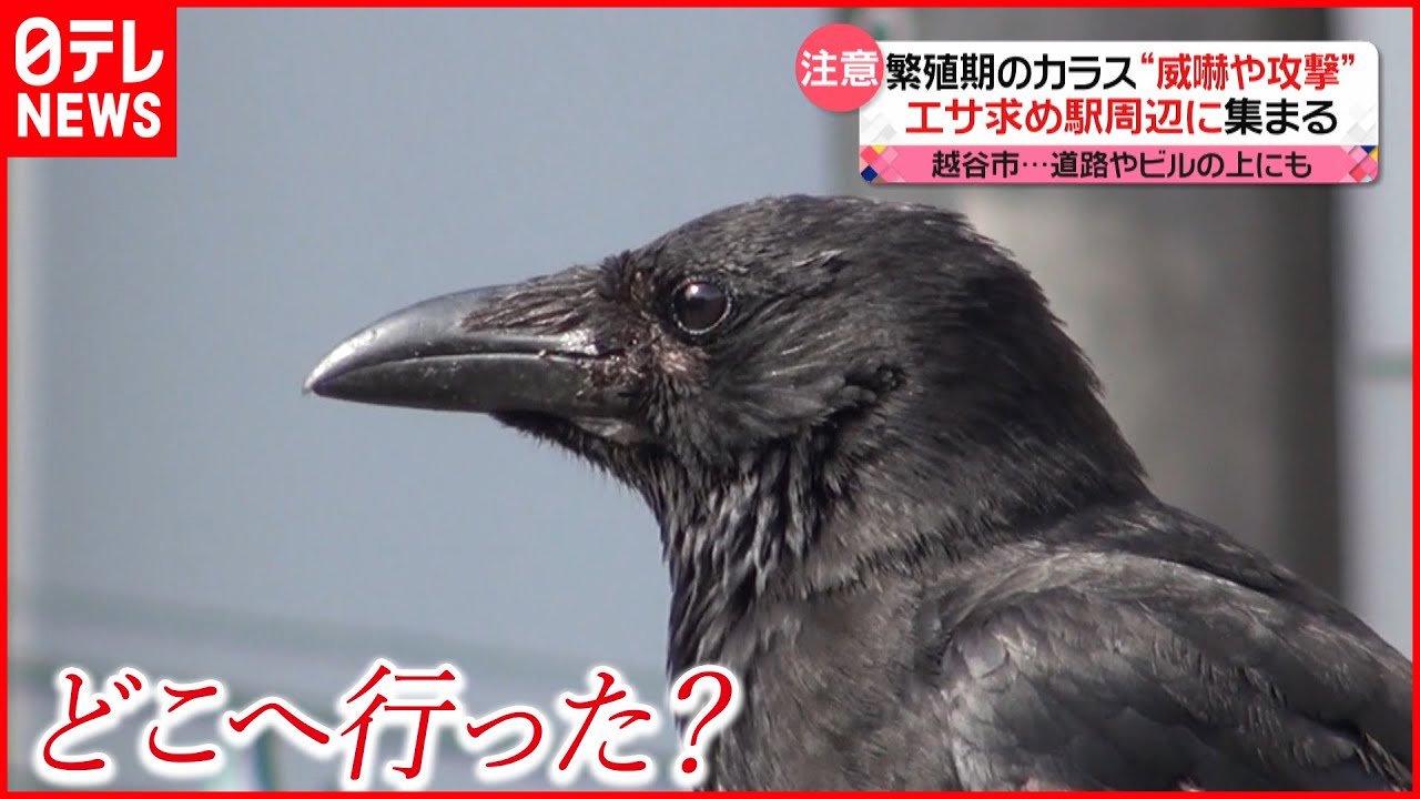 【都内のカラス】20年前と比べ約7割減少　行政の対策やコロナ禍も影響…