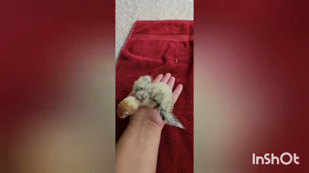 Baby lovebird growing up!