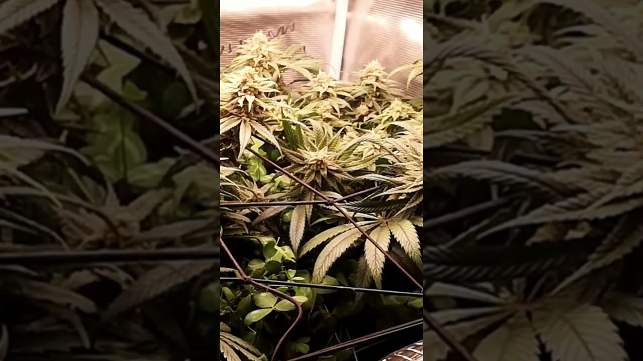 20,6 Seconds of Pure Frost ❄️ Bubble Gum Close-Up! 