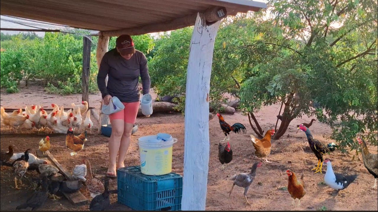 PORQUÊ TANTOS SÍTIO A VENDA, VEJA o  PORQUÊ  criar galinhas poedeiras e porco caipira da lucro 