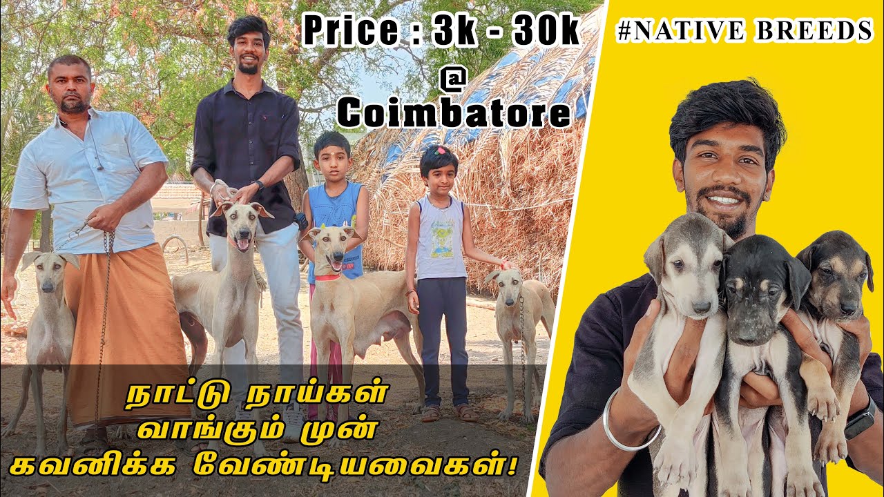 நாட்டு நாய்கள் வாங்கும் முன் கவனிக்க வேண்டியவைகள்! | OCB Vlog