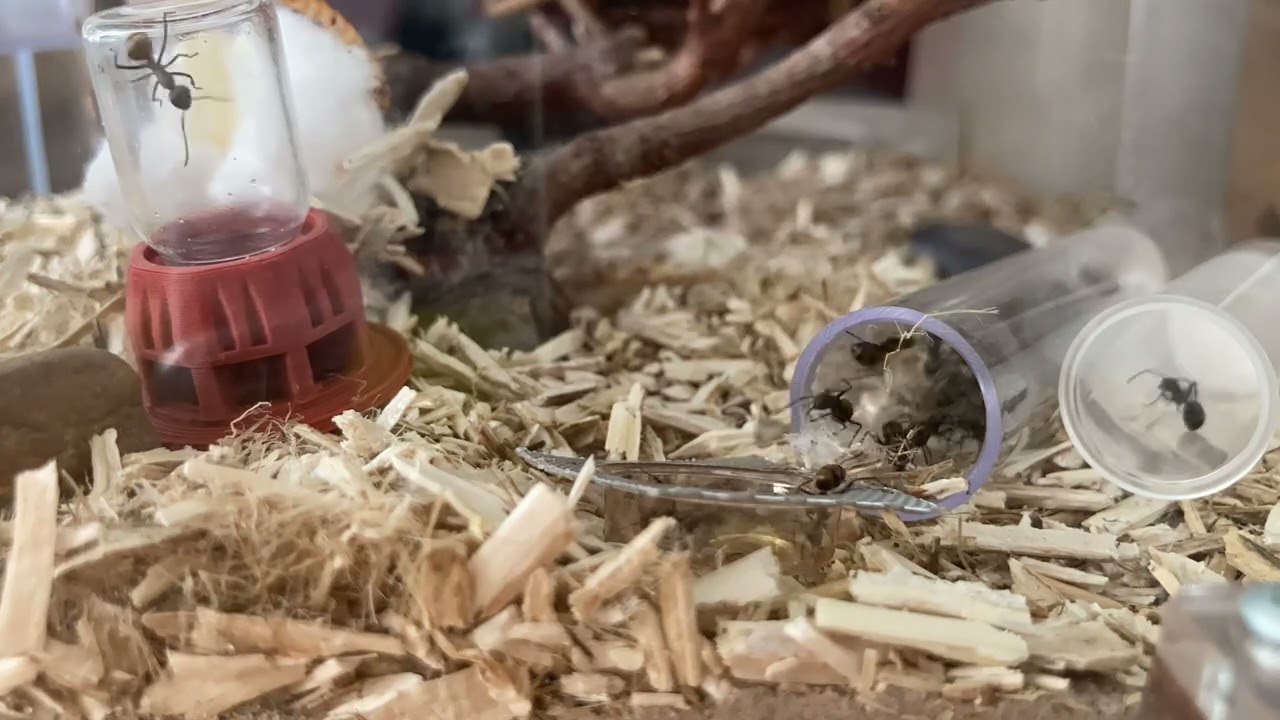 feeding my polyrhachis dives ant nectar