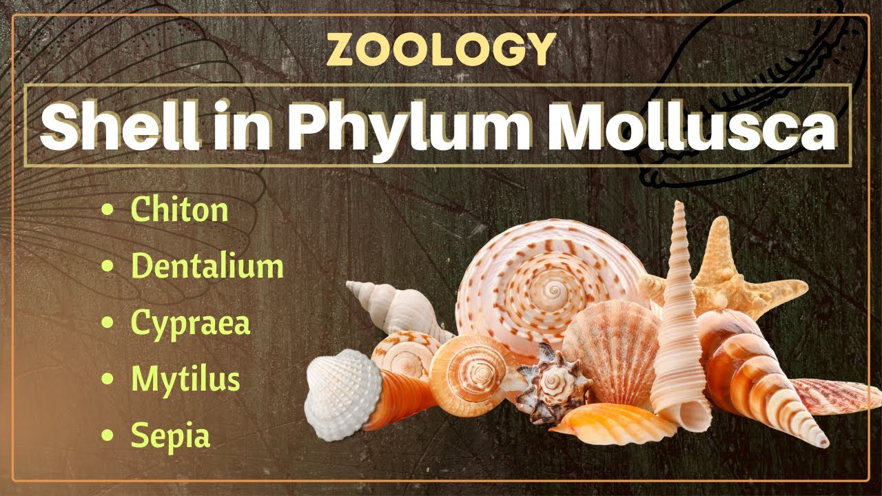Shell in Phylum Mollusca || B. Sc. and M. Sc. || Zoology