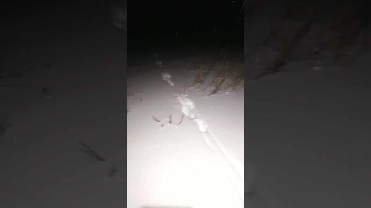 Охота на лисицу. Добыл шикарный трофей! 