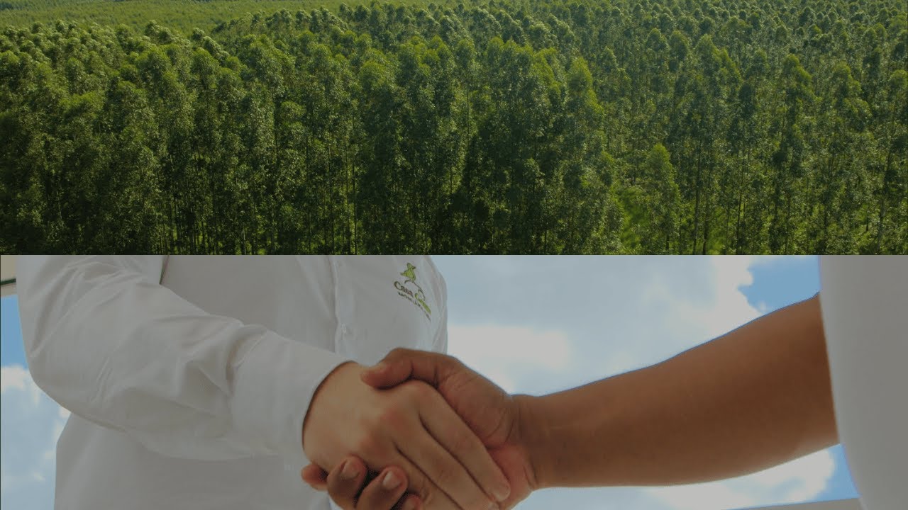 Investir em Eucalipto: Estrutura, Conex&otilde;es e Resultado | Casa Green
