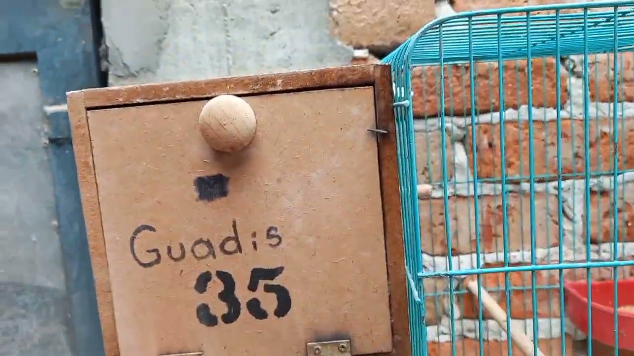 checando los nidos de periquitos parte--4