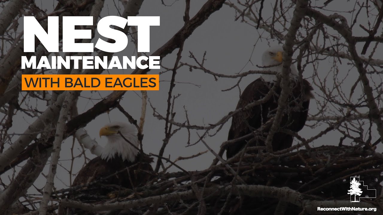 Bald Eagle Nest Maintenance