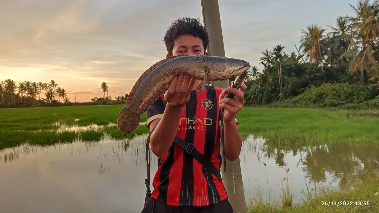 #EP722 Strike Haruan Babon Lagi! - tahan taut dan casting haruan