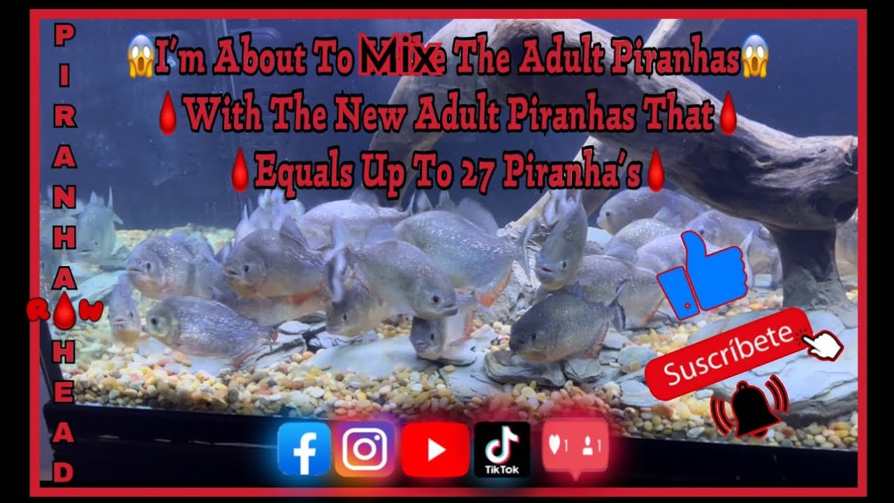 Mixing Two Piranha Schools Together