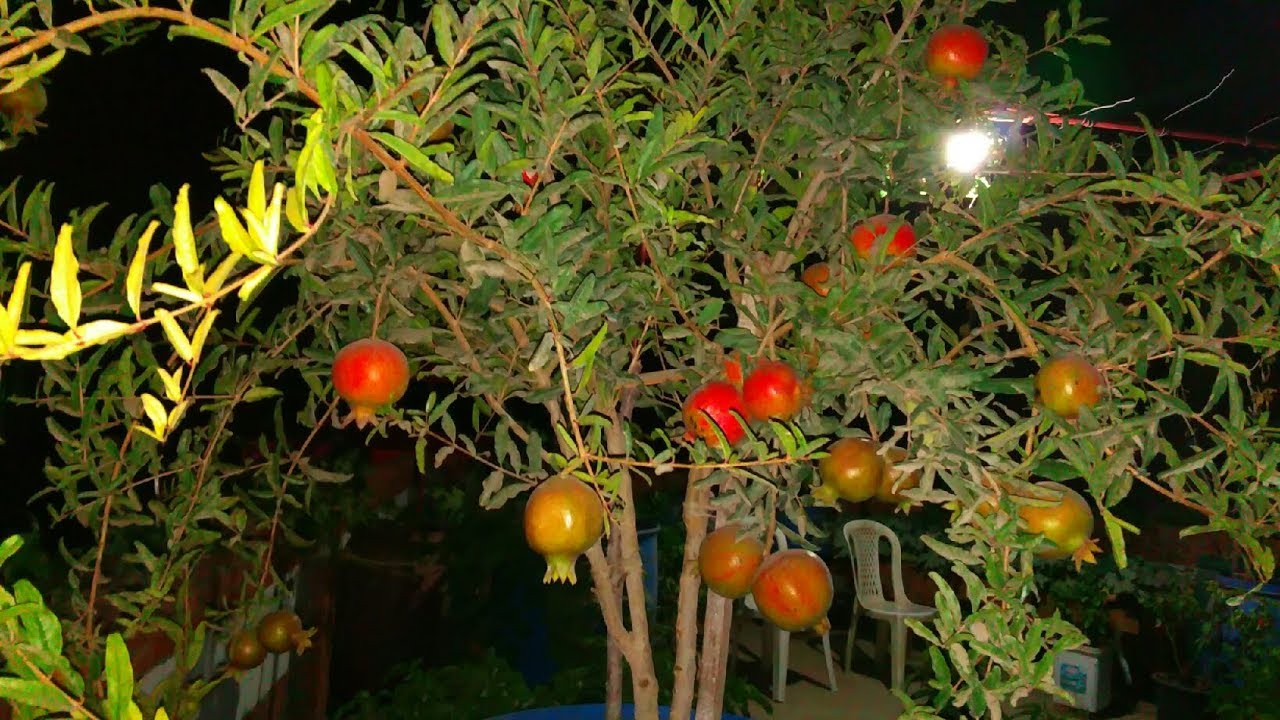 شرح الاسباب الرئيسية لتساقط زهور الرمان والحل الامثل لعلاجها