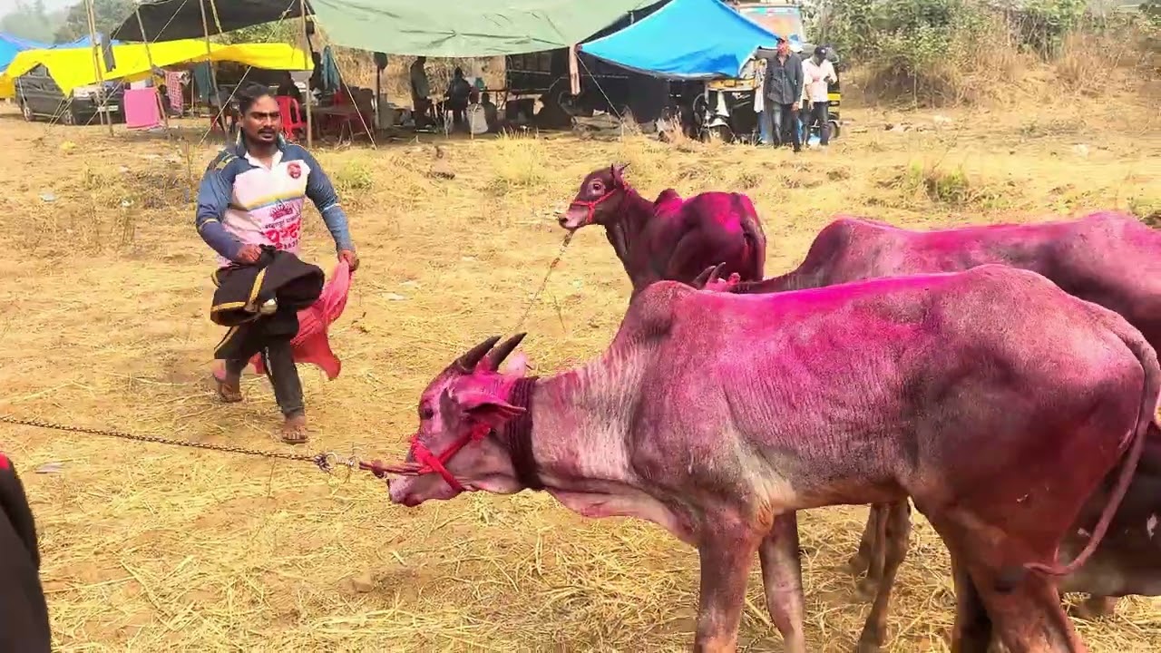 म्हसा जत्रा २०२६ 