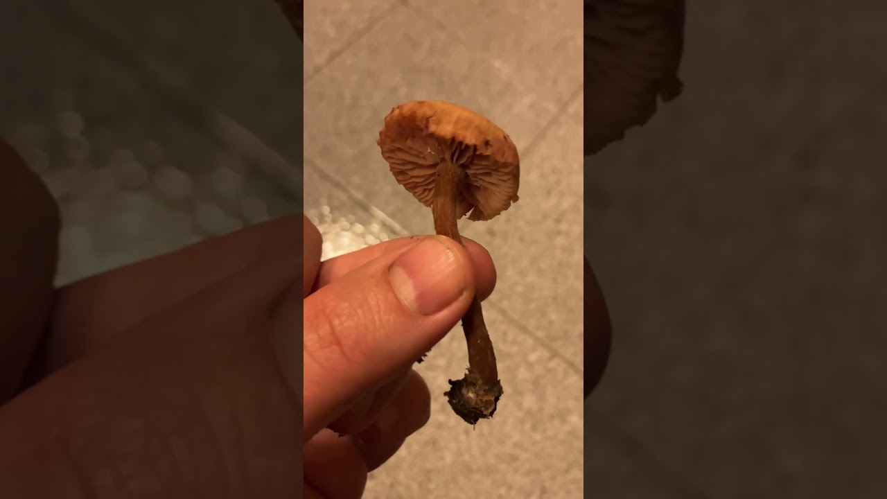 Laccaria laccata EDULE Conoscere i Funghi Pillole di Micologia con Giacomo Jack Ispettore Micologo