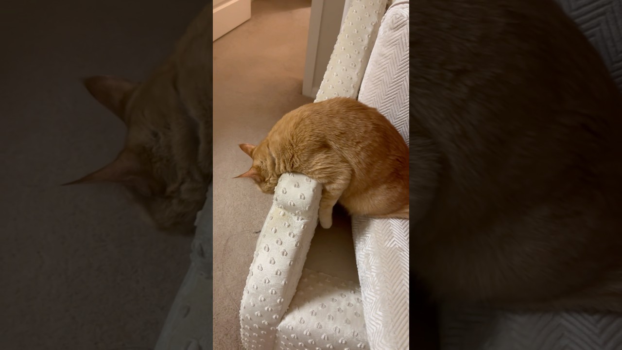 Comfort level: expert 😌🐈 