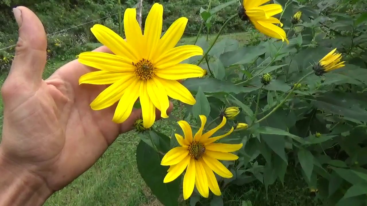 09 20 2017 Jerusalem Artichokes - Soil Builder, Pollinator Attractant, Food Source, Fiber Source
