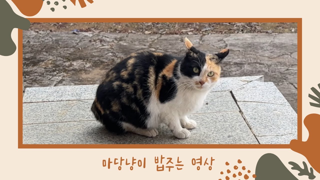 마당냥이 밥주고 놀아주는 영상 | EP. 10